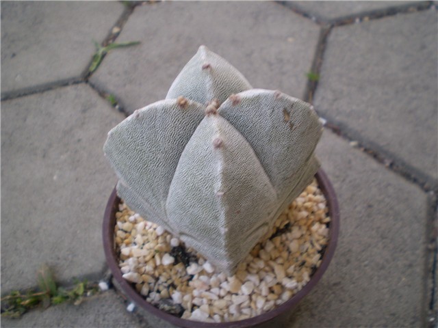 kaktus
